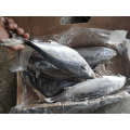 Whole Striped Bonito Tuna Fish wholesale price seafrozen